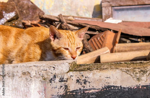 adorable, alone, animal, background, beautiful, camouflage, cat photos, cats, cute, domestic, eye, eyes, face, feline, felix catus, fluffy, fun, fur, furry, garden, ginger, ginger kitten, grass, homel