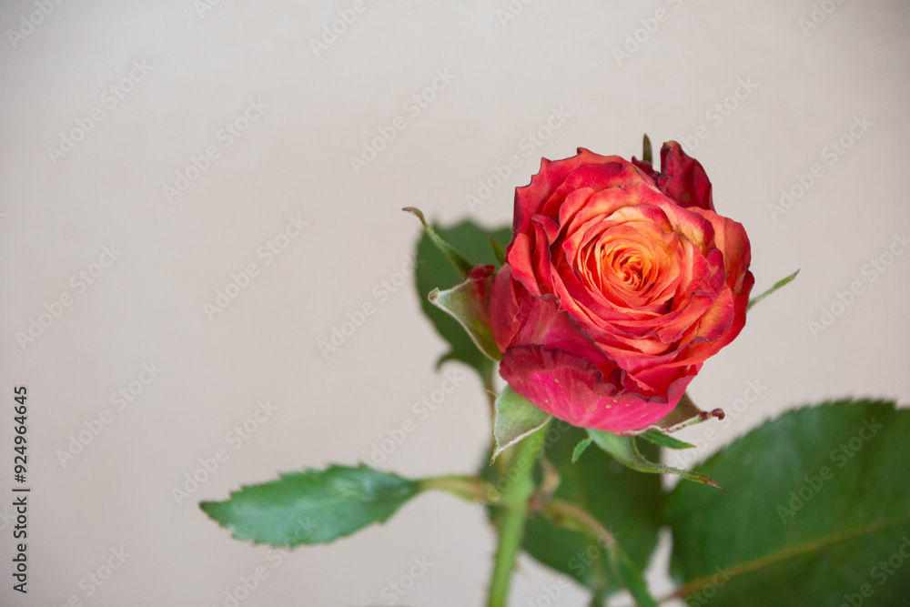 グラデーションカラーのバラ