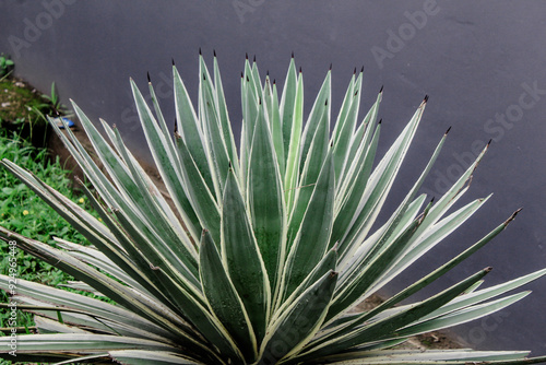 Fotografie Selective focus close up Yucca gloriosa or tombak raja or Asparagaceae or Adam's