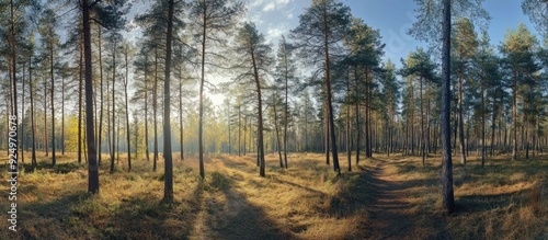 Sunlit Pathway Through a Pine Forest