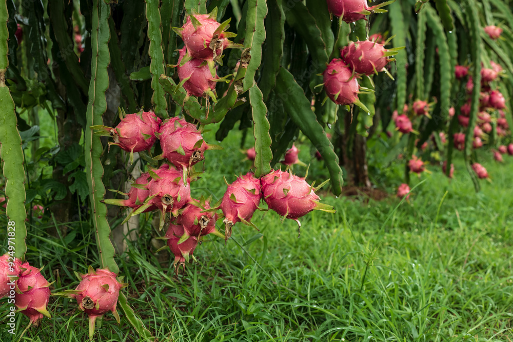 Fresh dragon fruit tropical in thailand, Healthy fruit concept. Fresh dragon fruit tropical in thailand, Healthy fruit concept.