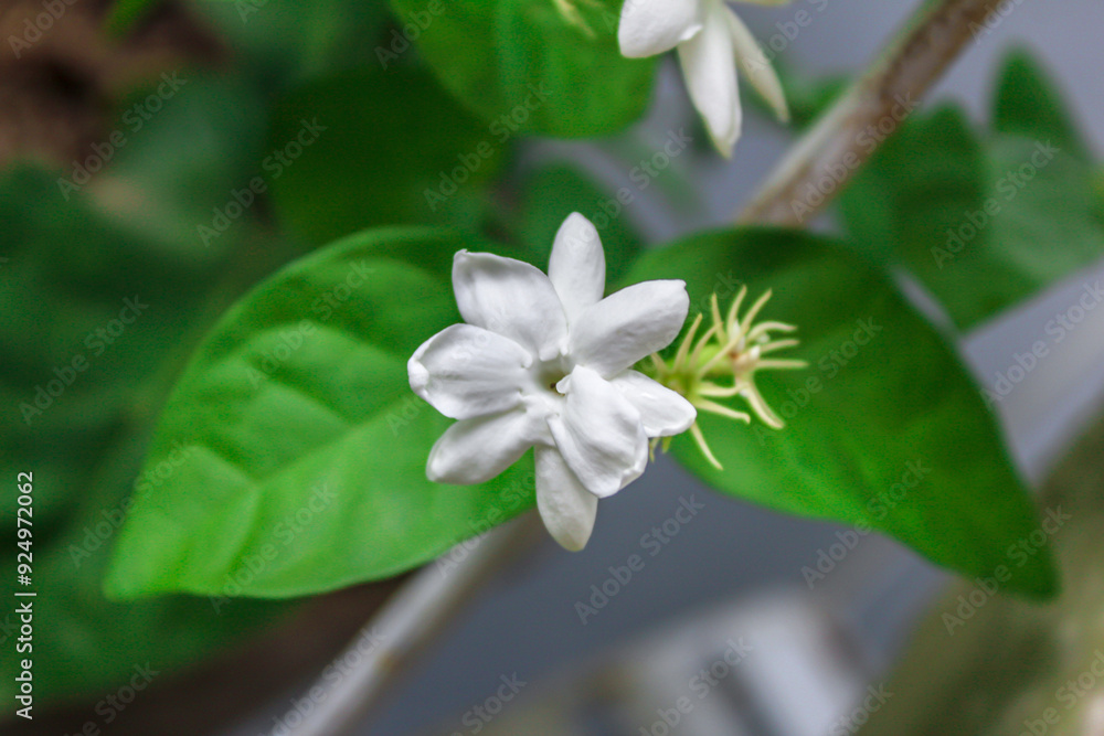selective focus of white jasmine flowers or bunga melati with leaves in the background in the garden during the day selective focus of white jasmine flowers or bunga melati with leaves in the background in the garden during the day