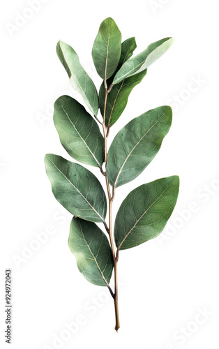 A close-up of a single branch with multiple green leaves on a white background, perfect for botanical and natural design concepts.