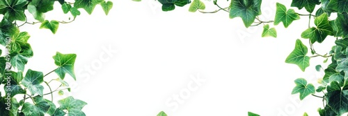 Green Ivy Frame on White Background - A border of lush green ivy leaves creates a natural frame around a blank white space, symbolizing growth, nature, renewal, and a blank canvas.