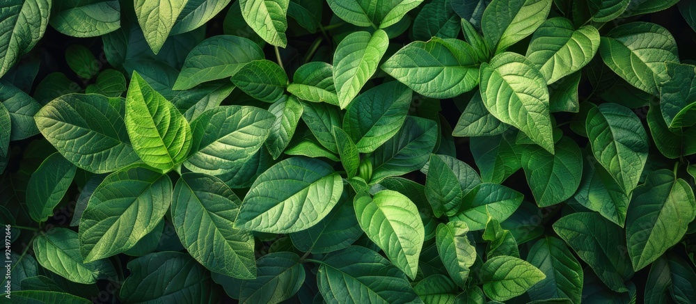 Nature background with lush green leaves providing copy space image Nature background with lush green leaves providing copy space image
