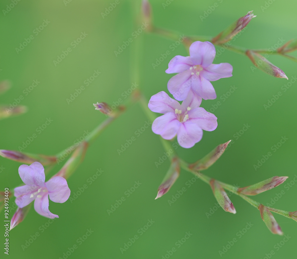 Fototapeta premium Beautiful close-up of limonium emarginatum
