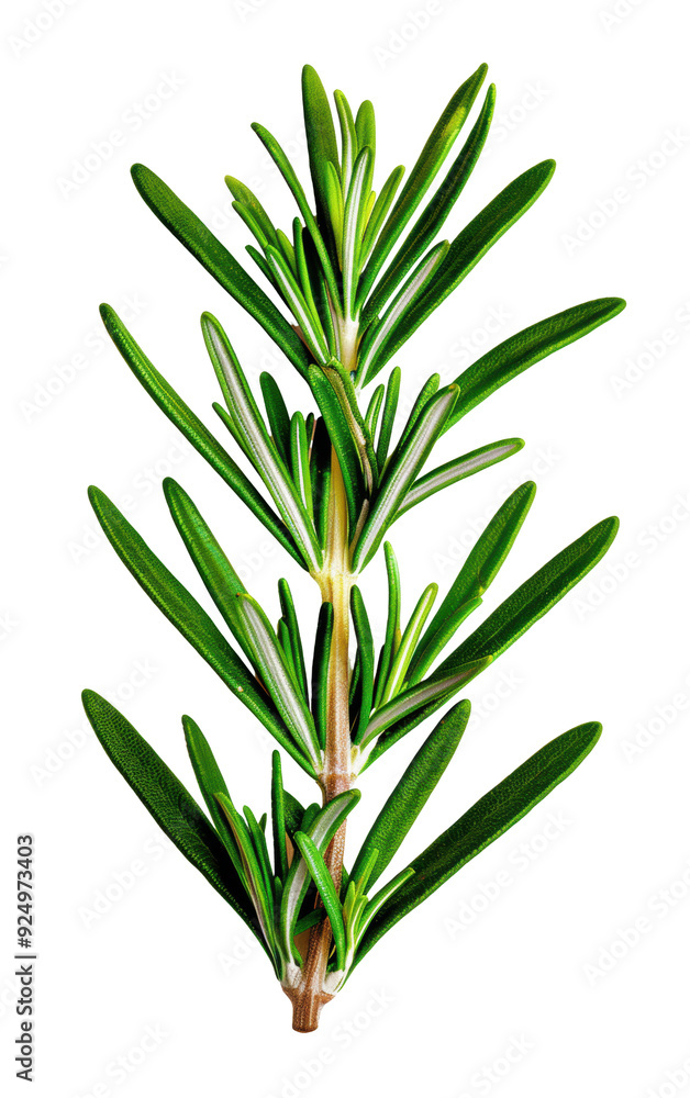 A fresh sprig of rosemary, showcasing vibrant green needle-like leaves. Perfect for culinary and medicinal use, isolated on a white background. A fresh sprig of rosemary, showcasing vibrant green needle-like leaves. Perfect for culinary and medicinal use, isolated on a white background.