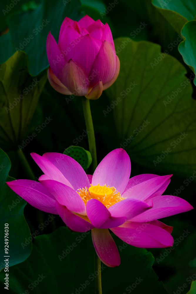 Summer lotus pond, dense lotus leaves, blooming lotus flowers, and various beautiful views of waterbirds Summer lotus pond, dense lotus leaves, blooming lotus flowers, and various beautiful views of waterbirds