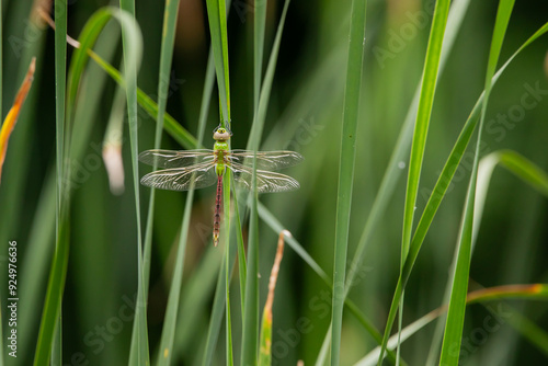 Green darner dragonfly among the reeds on a summer day in Iowa. 