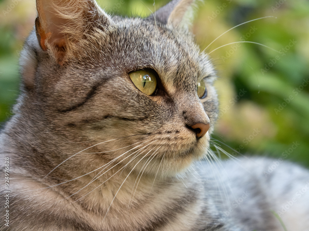 close up portrait of a cat