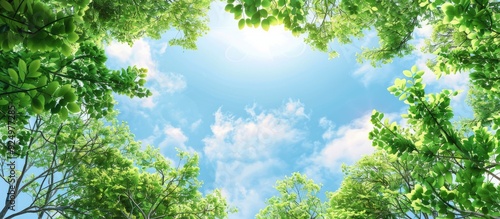 Nature themed background featuring the sky peeking through tree branches from a bottom view with a frame of treetops allowing copy space image