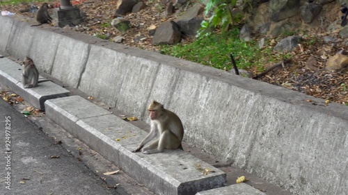 Monkeys on the streets of Sihanoukville, Cambodia