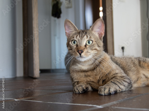 niedliche junge katzen