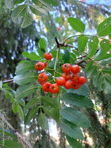 red berries rowan on a branch