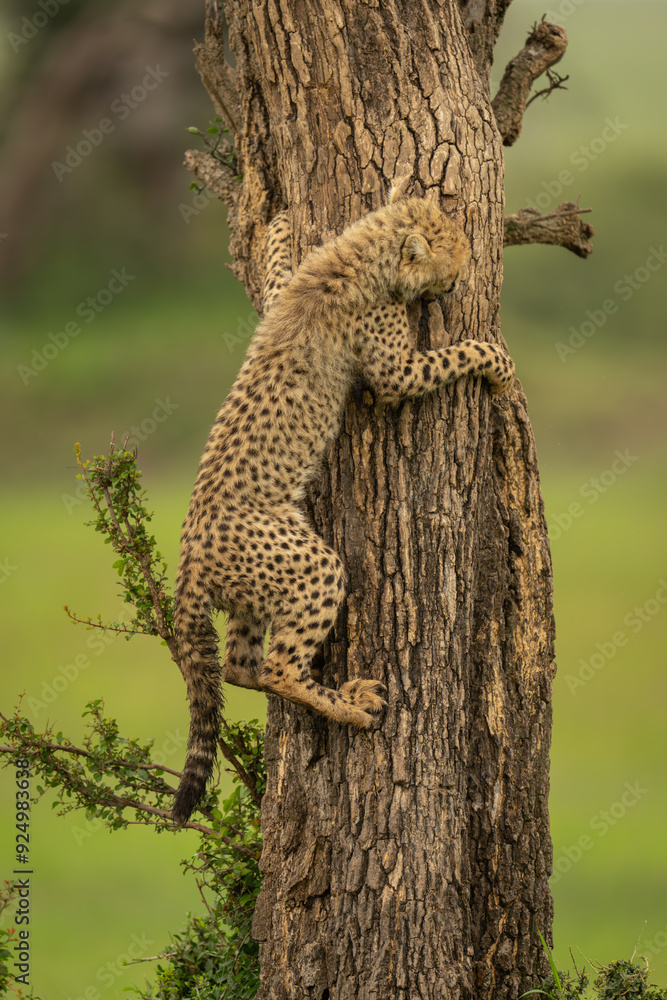Cheetah cub climbing tree trunk in grassland Cheetah cub climbing tree trunk in grassland
