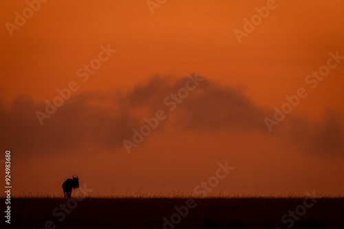 Blue wildebeest stood silhouetted on sunset horizon