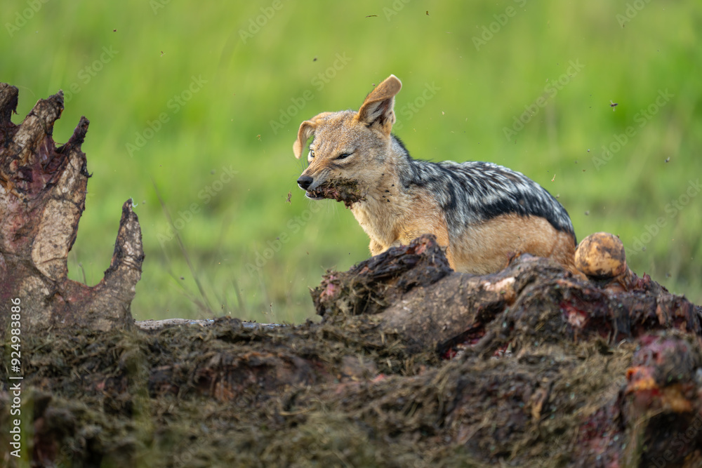 Black-backed jackal stands shaking head holding meat Black-backed jackal stands shaking head holding meat