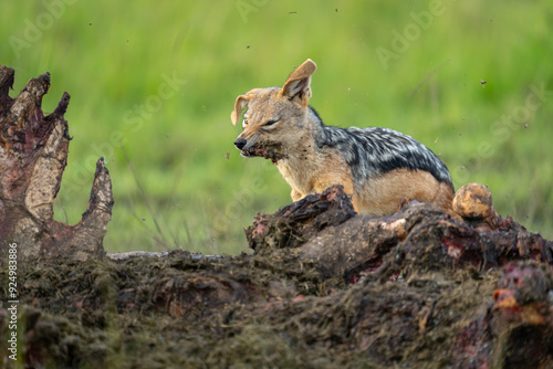 Wallpaper Mural Black-backed jackal stands shaking head holding meat Torontodigital.ca