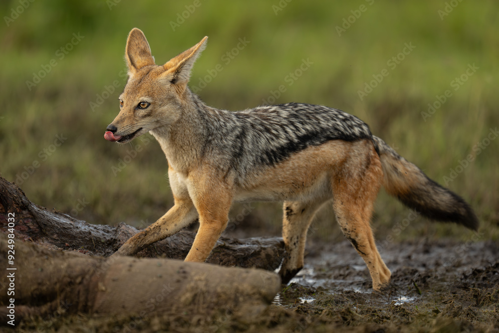 Black-backed jackal stands licking lips by carcase Black-backed jackal stands licking lips by carcase