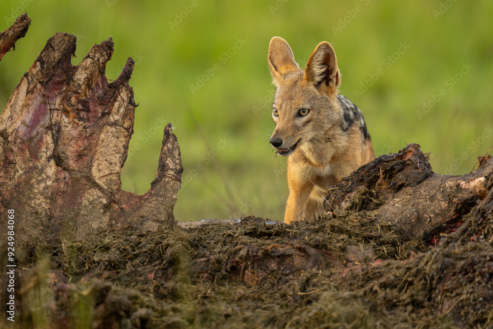 Obraz premium Black-backed jackal stands gnawing at hippo carcase