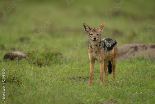 Black-backed jackal stands on grass watching camera