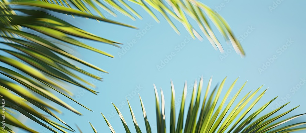 Palm fronds set against a clear blue sky for a serene copy space image Palm fronds set against a clear blue sky for a serene copy space image