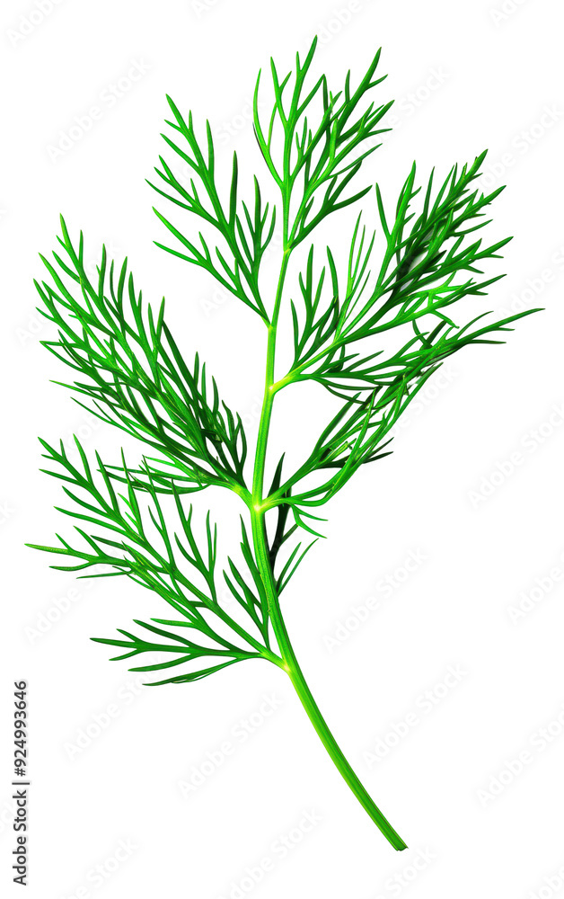 Close-up of fresh green dill herb isolated on white background, perfect for cooking, seasoning, or garnishing culinary dishes. Close-up of fresh green dill herb isolated on white background, perfect for cooking, seasoning, or garnishing culinary dishes.
