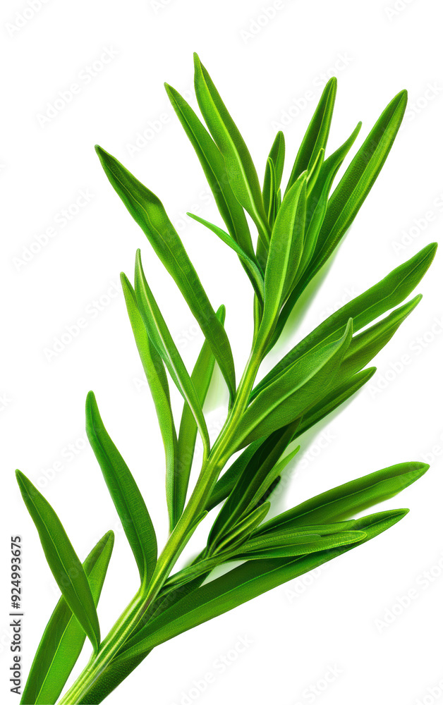 Obraz premium Close-up of fresh green rosemary sprig on a white background, highlighting its vibrant color and detailed texture.