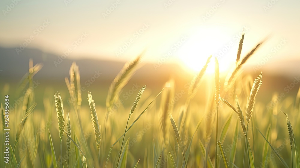 Fototapeta premium Sunrise Over Golden Grassland Fields