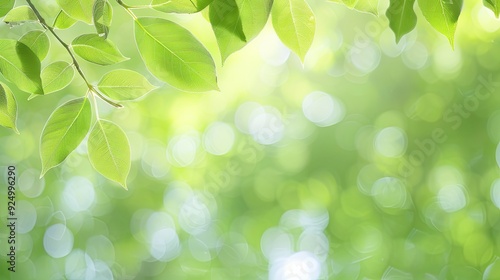Serene Nature Scene with Three Unique Leaves Floating