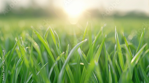 Vibrant Close-Up Image of Sunlit Green Grass