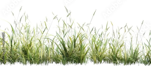 Green tall grass cut out displaying detailed blades and natural texture on a white background with clipping paths showcasing nature s beauty in a copy space image photo