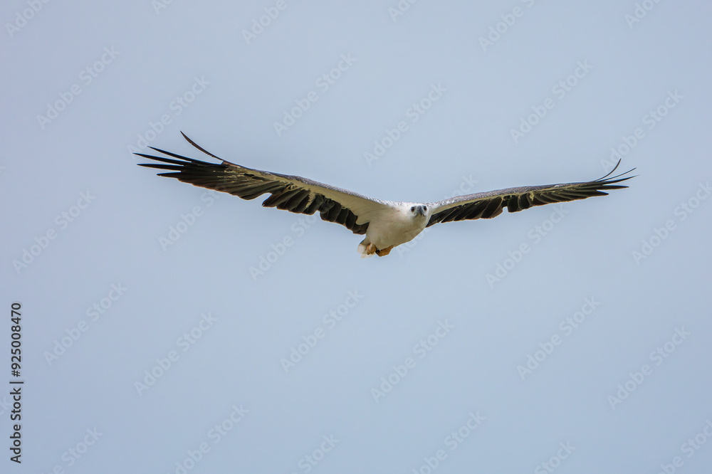 White-bellied Sea-eagle close up in the sky White-bellied Sea-eagle close up in the sky