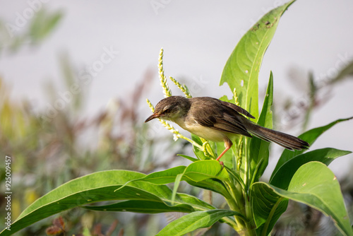 Prinia inornata close up on the grass photo