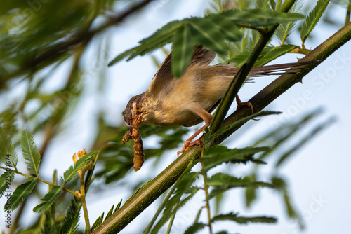 Prinia inornata close up on the grass photo