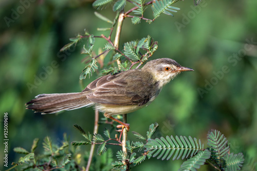 Prinia inornata close up on the grass photo