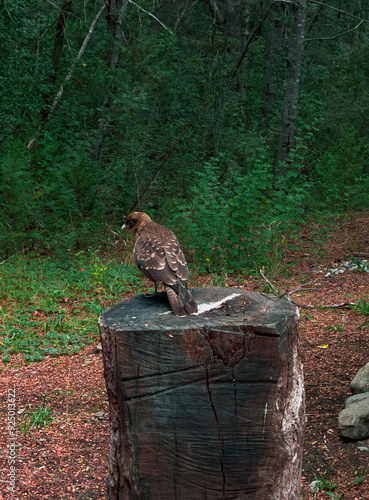 Chimango Caracara (Milvago chimango) perching on a tree trunk photo