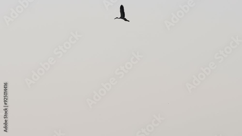 Large wild bird stork soars high in the sky. Silhouette of a bird against the sky