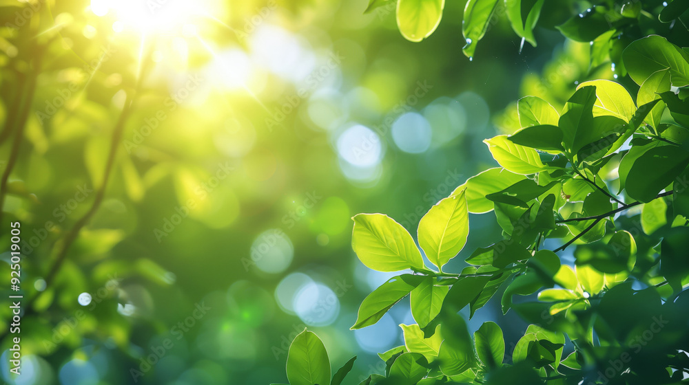 Green Leaves and Sunlight in a Bright Summer Foliage Scene, Abstract blurred foliage Green Leaves and Sunlight in a Bright Summer Foliage Scene, Abstract blurred foliage