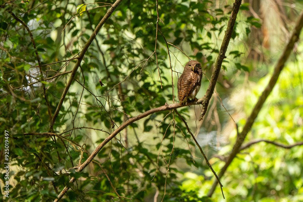 Asian barred owlet standing on the tree Asian barred owlet standing on the tree