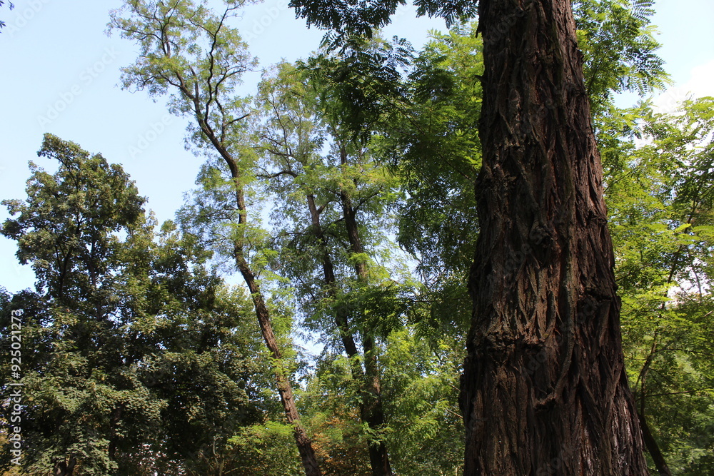 trees in the forest, tree on a branch trees in the forest, tree on a branch