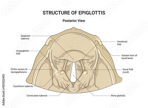 Structure of Epiglottis Posterior View