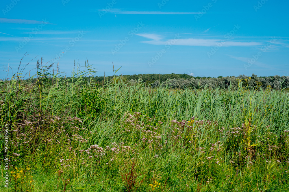 Field with Reed in nature reserve Oostvaardersplassen, Netherlands
Field with Reed in nature reserve Oostvaardersplassen, Netherlands