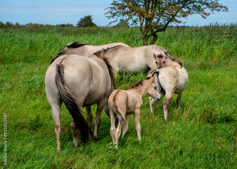 Group of Polish Konik horses with a foal (Equus ferus caballus) in nature reserve Oostvaardersplassen, Netherlands
Group of Polish Konik horses with a foal (Equus ferus caballus) in nature reserve Oostvaardersplassen, Netherlands