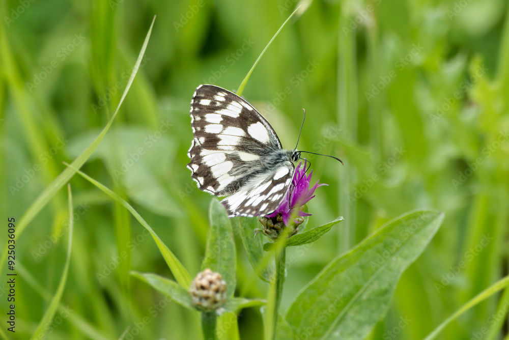 Marbled White (Melanargia galathea) butterfly sitting on a pink scabiosa in Zurich, Switzerland Marbled White (Melanargia galathea) butterfly sitting on a pink scabiosa in Zurich, Switzerland