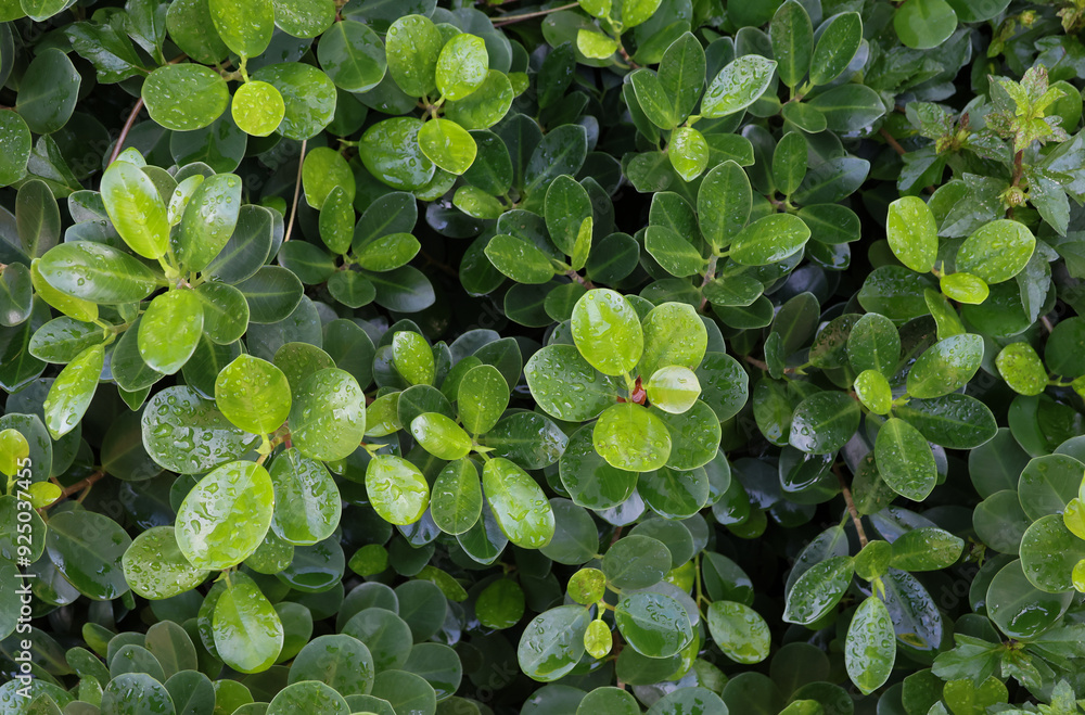 Closed up top view of Banyan Tree nature green leaves with droplets Closed up top view of Banyan Tree nature green leaves with droplets