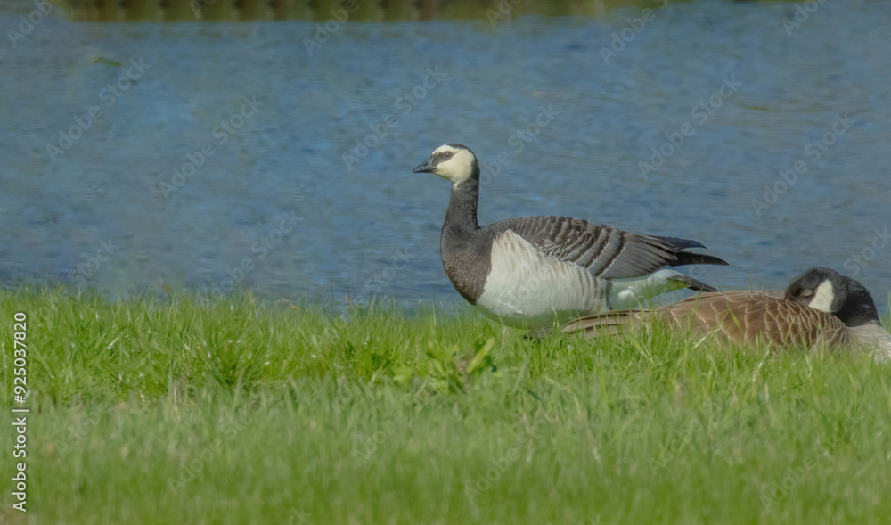 Comparing A Canada Goose Versus A Barnacle Goose Comparing A Canada Goose Versus A Barnacle Goose