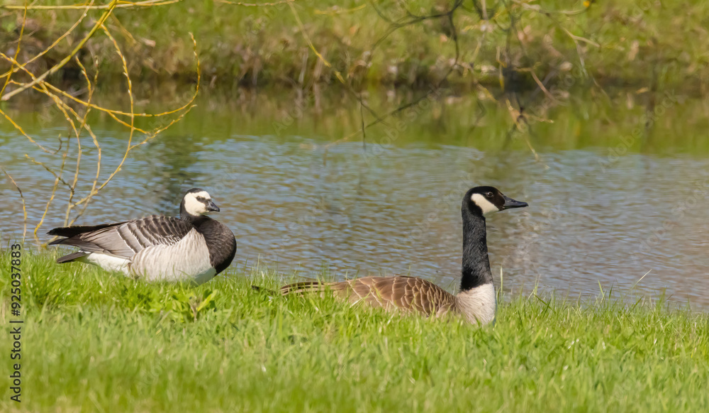 Comparing A Canada Goose Versus A Barnacle Goose Comparing A Canada Goose Versus A Barnacle Goose