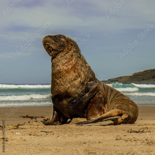 Welcome to New Zealand wildlife : Sea lions photo