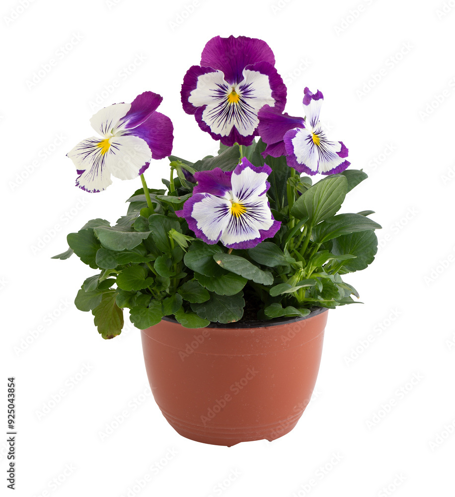 Geranium fresh flowers in pots cut out isolated transparent background Geranium fresh flowers in pots cut out isolated transparent background